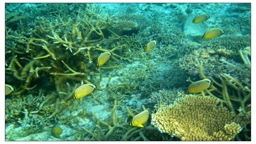 图为西沙群岛海底珊瑚(资料图片).