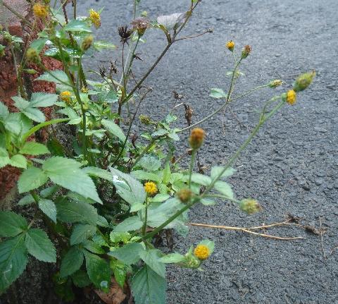 03【植物篇】菊科-鬼针草,咸丰草,大花咸丰草