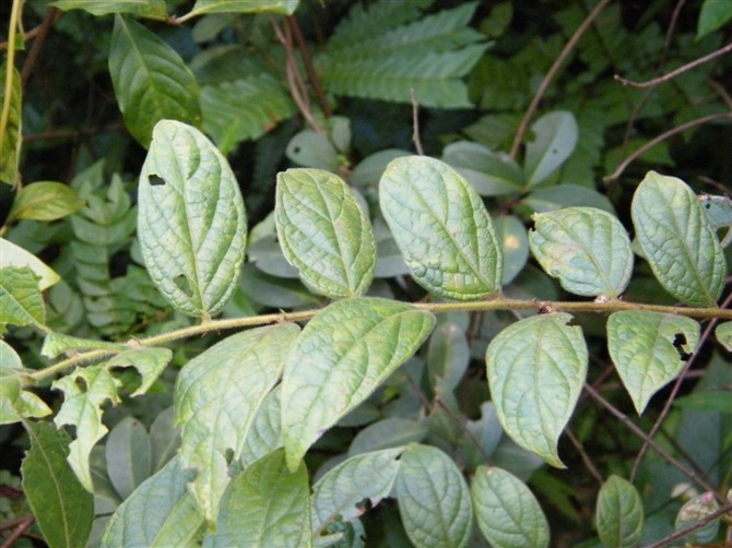 科算盘子属 别名:漆大姑,毛七公,毛漆, 米烟木,磨子果,七姑婆,漆大柏