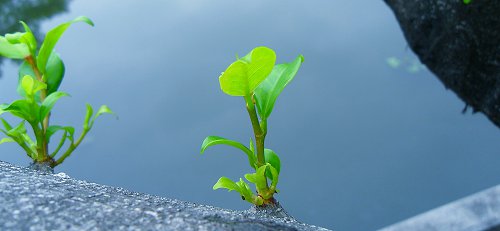 榕树发芽.生命继续在演绎.