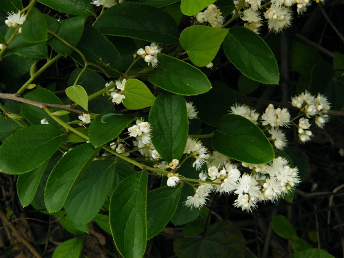 树 ,拗柴 ,粑粑叶,白毫茶叶,白花茶,白檀根,白檀木,白檀山矾,抱鸡母树