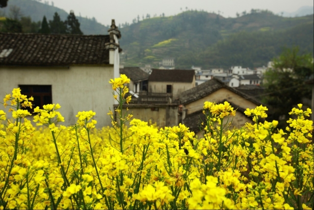 4.7】安徽绩溪县家朋乡油菜花节(作业贴)