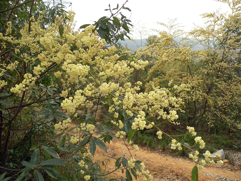 2.2山樟花开满山