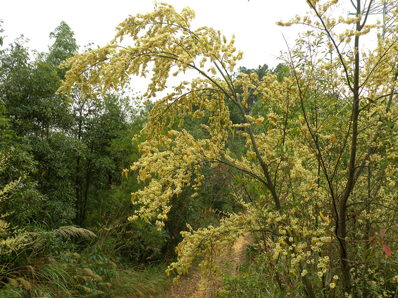 2.2山樟花开满山