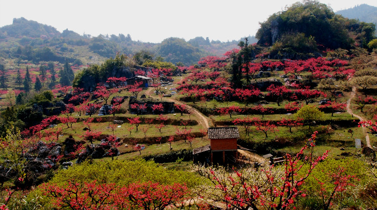 连平桃花笑春风(连平桃花节作业贴 磨房