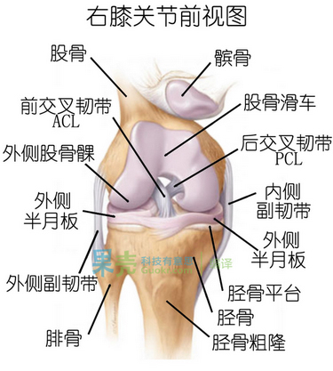 膝关节解剖结构及各处韧带.膝关节前交叉韧带防止胫骨过度前移.