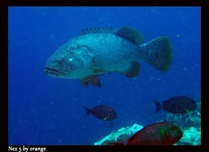 印尼达拉湾——群狼,manta,无毒水母,龙虾食货的潜水之旅