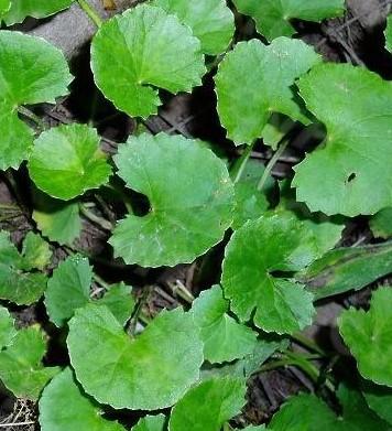 03城市 03广州 03 户外生存常见可食用植物(野