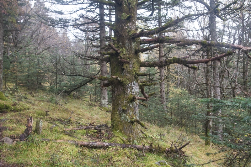 秦岭上随处可见的几百年的古老巨大的松树.