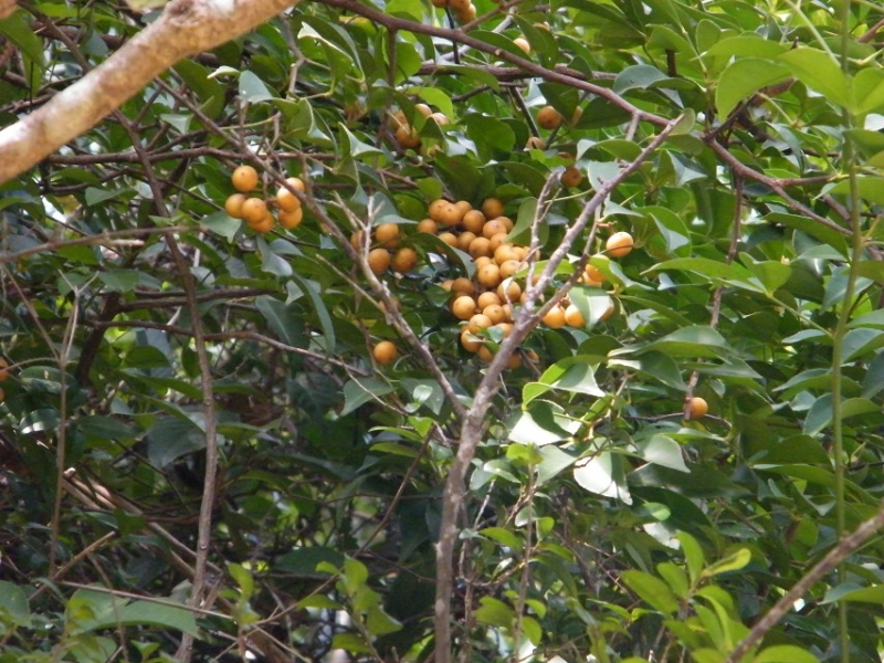 603:飞龙掌血,芸香科飞龙掌血属 别名:八百棒迷吧/ 深圳 城市 深圳